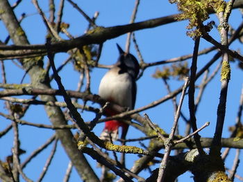 Low angle view of bird perching on tree against sky