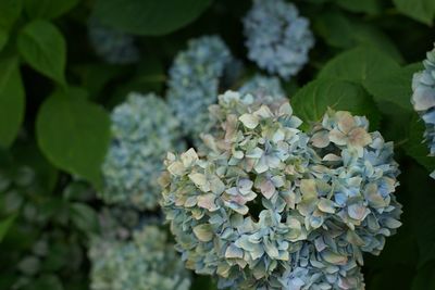 Close-up of white flowers