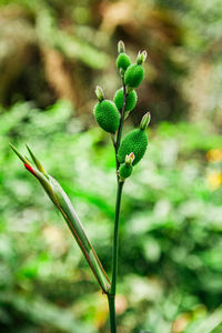 Close-up of flowering plant