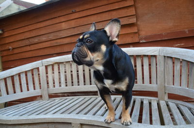 Portrait of dog sitting on wood