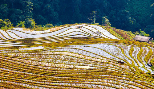 Full frame shot of plants growing on land