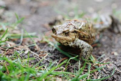 Close-up of frog on land