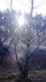 Sun shining through trees