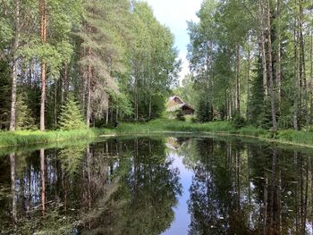 Reflection of trees on lake in forest