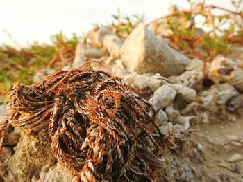 Close-up of lizard against sky