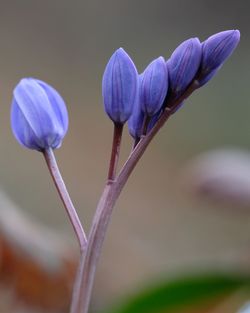 Close-up of purple flowering plant