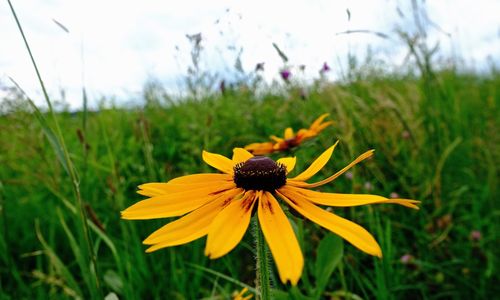 Close-up of yellow flower blooming on field