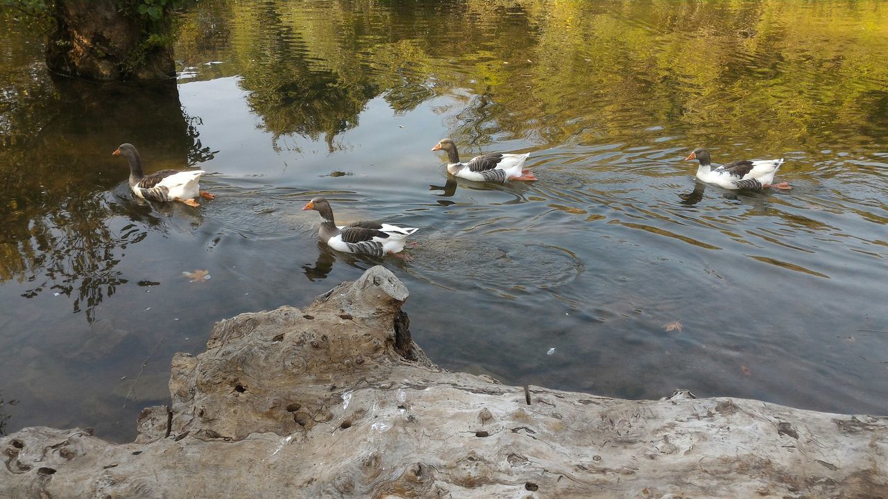 HIGH ANGLE VIEW OF BIRDS SWIMMING IN LAKE