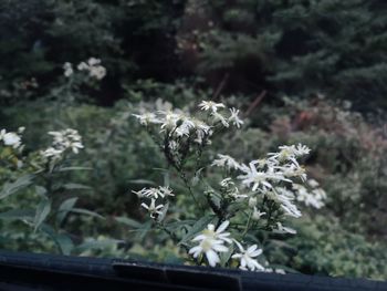 Close-up of white flowering plant
