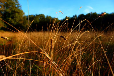 Close-up of wheat growing on field against sky