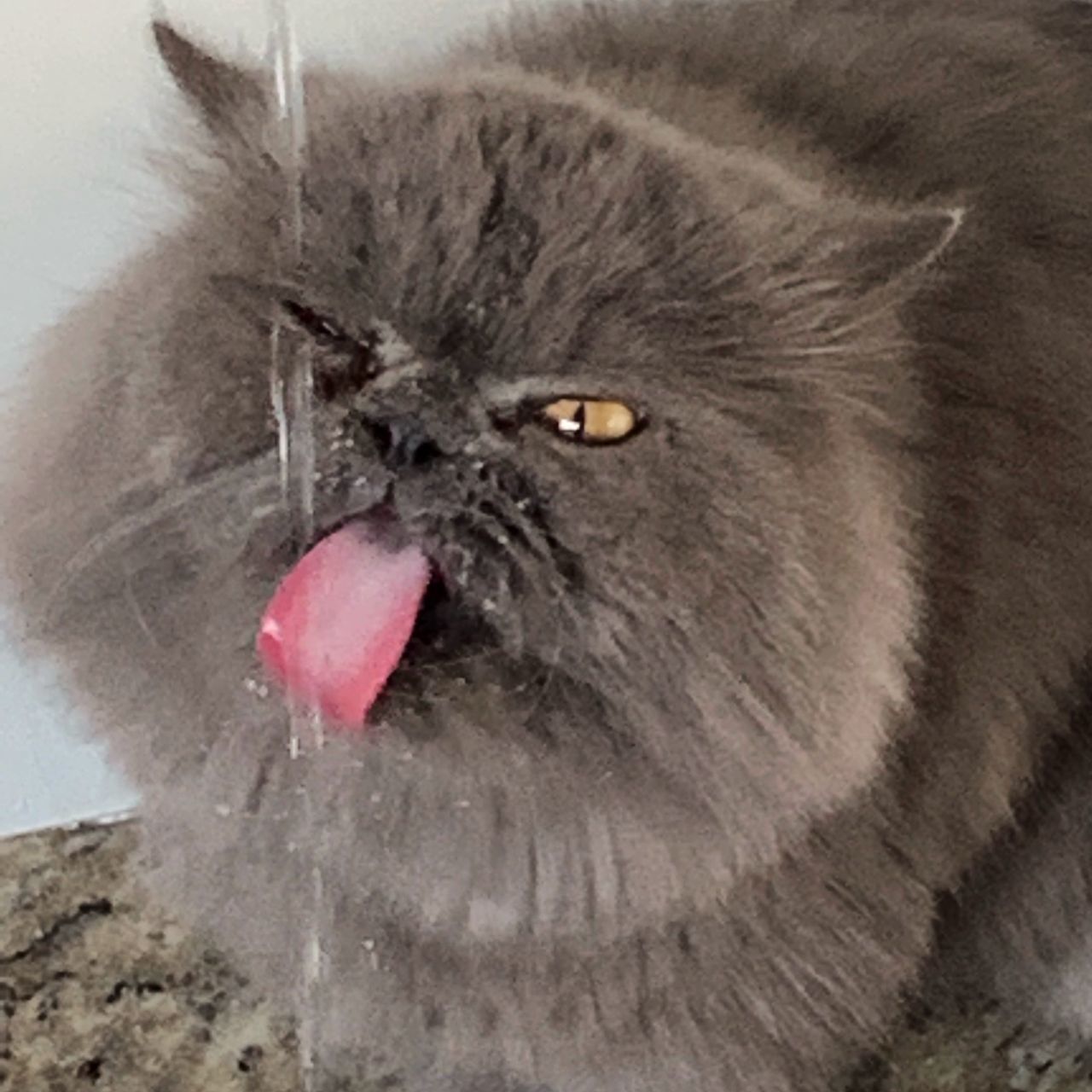 CLOSE-UP PORTRAIT OF A YOUNG CAT