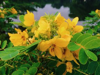 Close-up of yellow flowers blooming outdoors