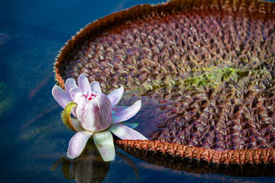 Close-up of pink flowering plant floating on water