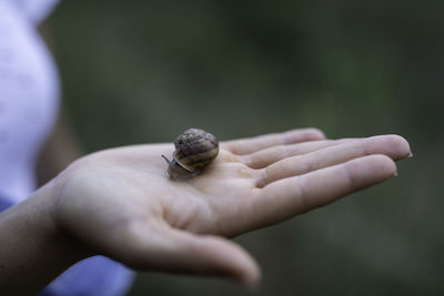 Close-up of hand holding small