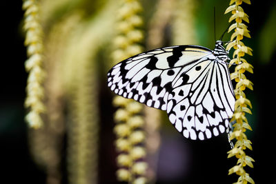 Close-up of butterfly pollinating flower