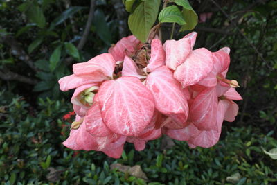 Close-up of wet pink flower