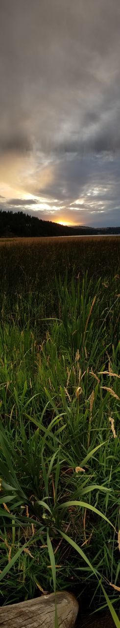 grass, nature, sky, plant, cloud, landscape, environment, sunlight, land, green, beauty in nature, field, growth, morning, no people, agriculture, leaf, scenics - nature, tranquility, crop, rural area, soil, rural scene, outdoors, reflection, dramatic sky, cereal plant, tranquil scene, horizon, flower, dusk, light, storm, water, corn, prairie, day