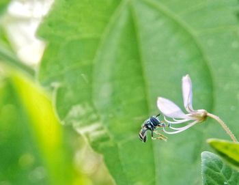 Close-up of insect on plant