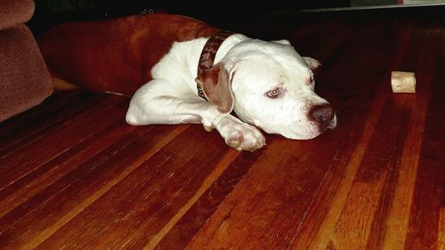 Close-up of dog on hardwood floor