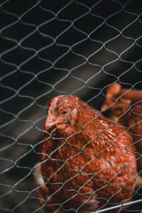 Close-up of bird in cage