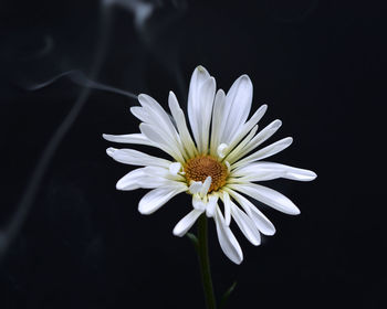 Close-up of white daisy against black background