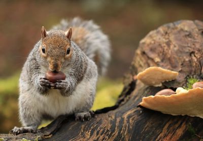 Close-up of squirrel on rock