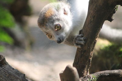 Close-up of a squirrel on tree trunk