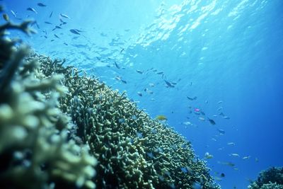 Fish swimming in sea