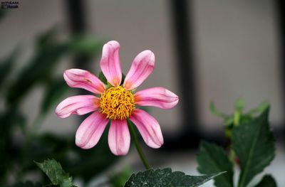 Close-up of pink flower blooming outdoors