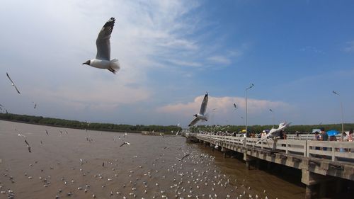 Seagulls flying over sea against sky