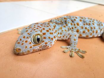 Close-up of lizard
