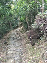 Footpath in forest