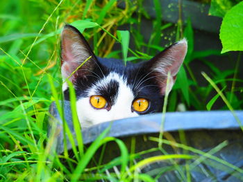 Portrait of cat on grass