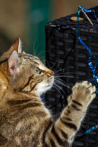 Close-up of a cat