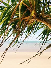 Close-up of palm tree on beach against sky