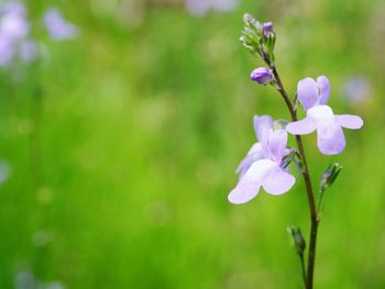 Close-up of purple flowering plant