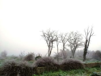 Bare trees on field against clear sky