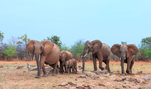 View of elephant on land against sky