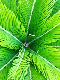 Full frame shot of palm leaves