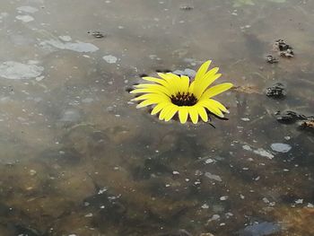 High angle view of yellow water lily in lake