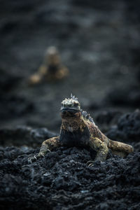 Close-up of iguana on rock