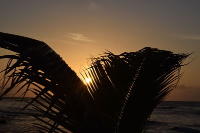 Palm tree by sea against sky during sunset