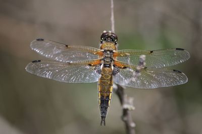 Close-up of dragonfly on twig