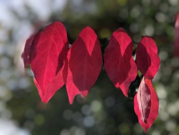 Close-up of red flowering plant