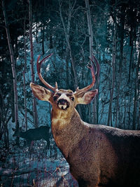 View of deer in forest