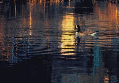 Ducks swimming in lake