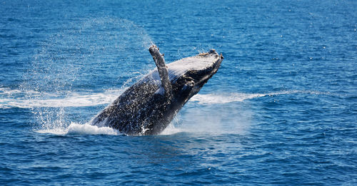 View of turtle in sea