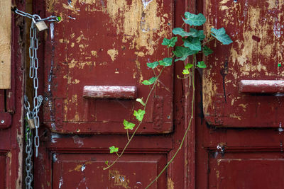 Creeper growing on weathered door