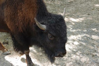 Close-up of buffalo on field