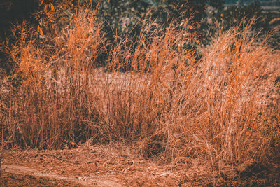 Full frame shot of trees on field